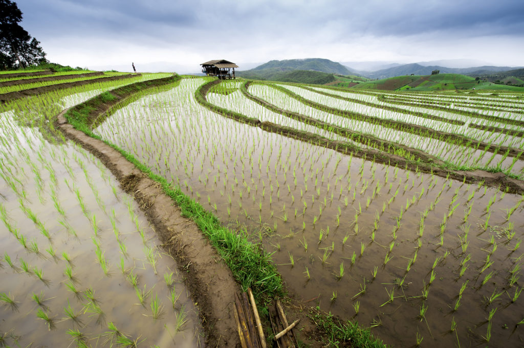 Intrepid Travel Rice Paddy Vietnam