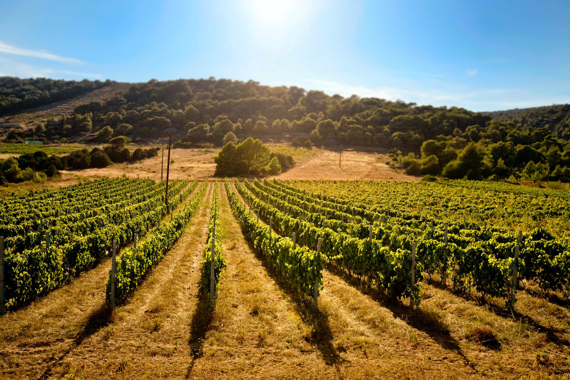 Croatia vineyards