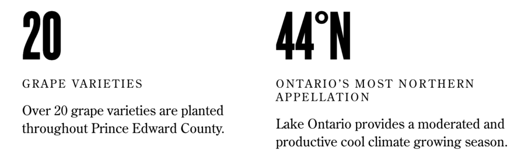 Over 20 grape varieties are planted throughout Prince Edward County.