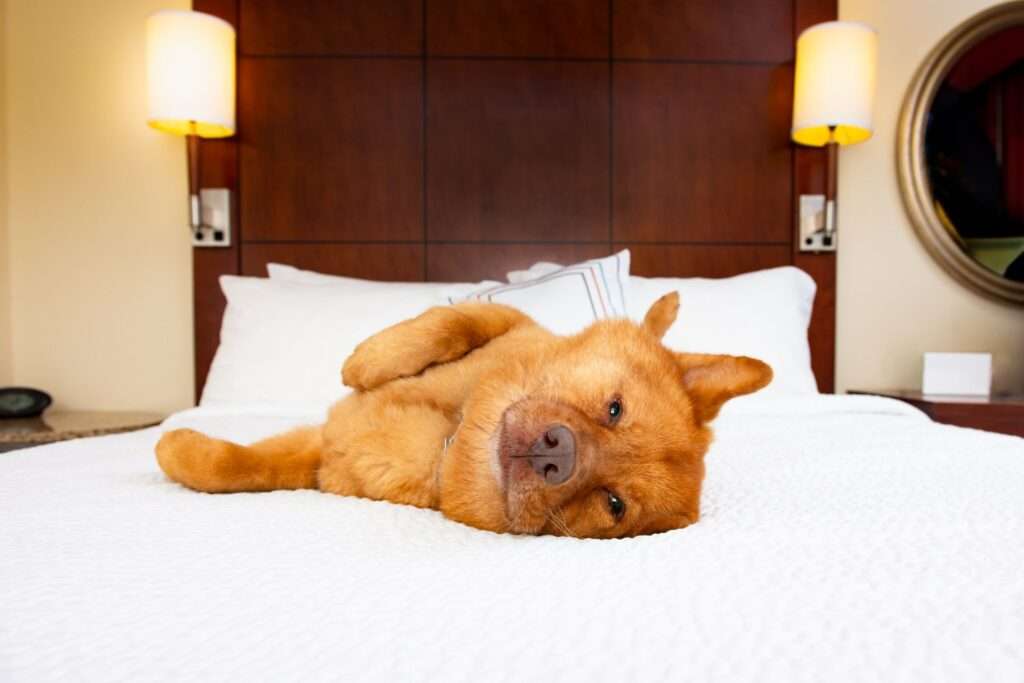 hotels with pet friendly beds