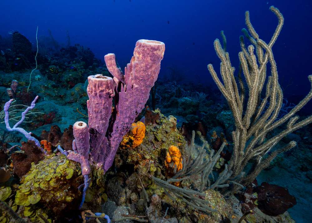 Saba underwater worlds