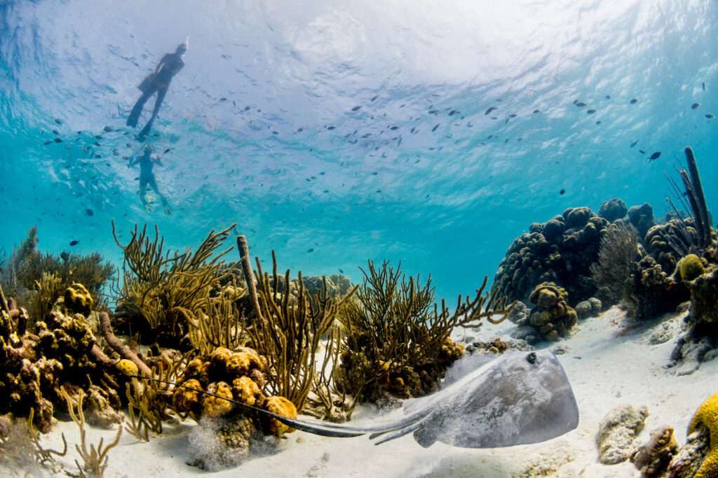 snorkelling in Bonaire's underwater worlds