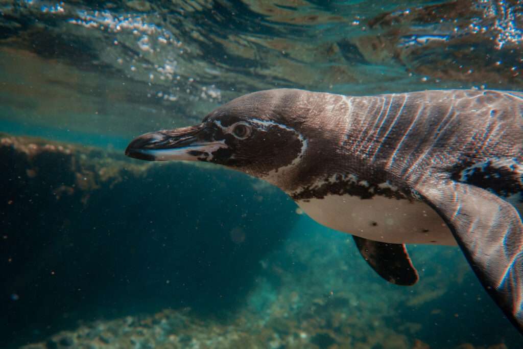 marine life in Galapagos