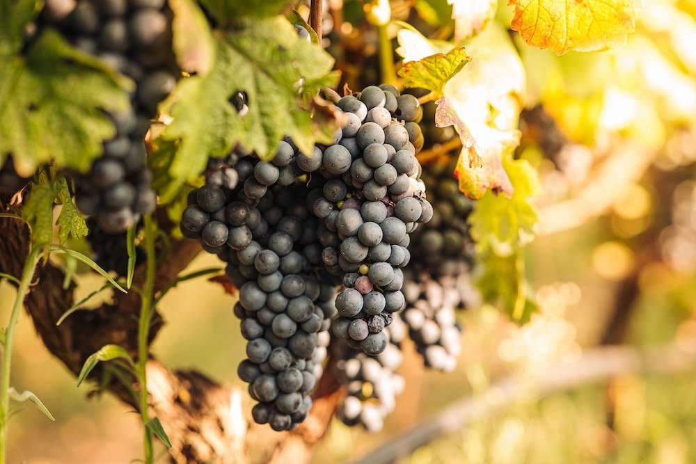 Seasonal harvesting of Primitivo grapes in the vineyard with Exodus Travels