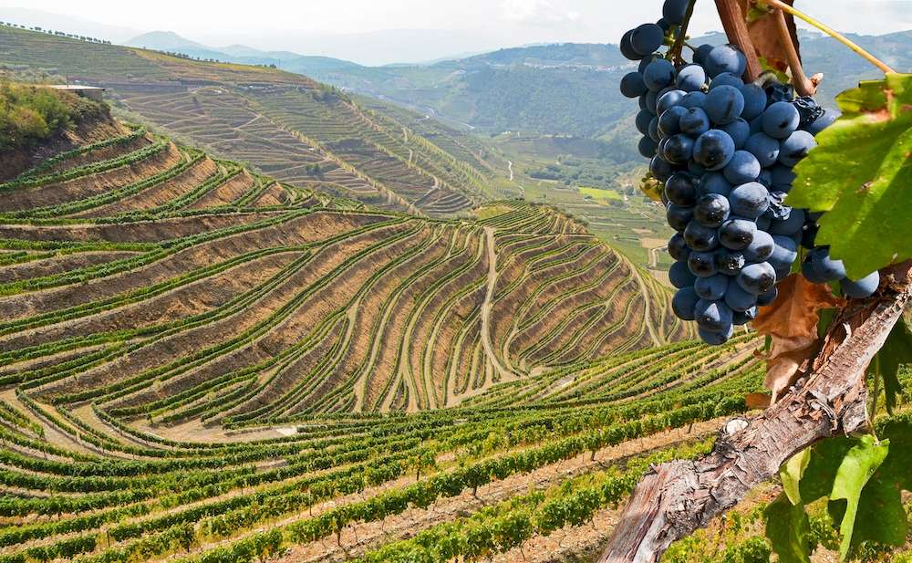 Old vineyards with red wine grapes in the Douro valley wine region near Porto, Portugal Europe