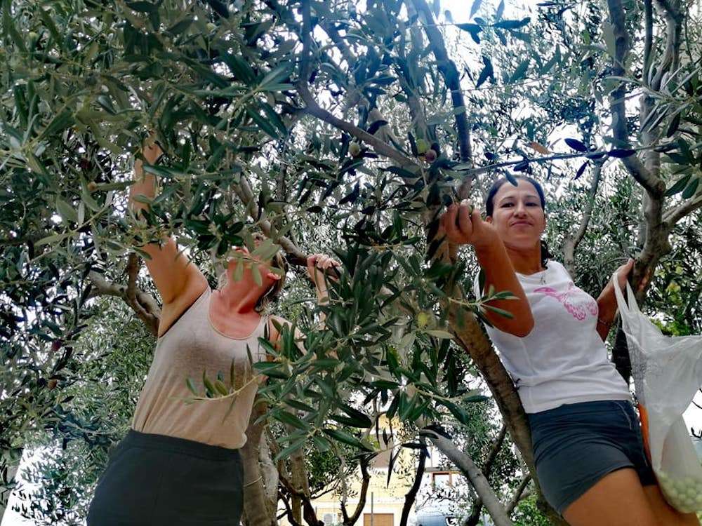 olive picking in montenegro
