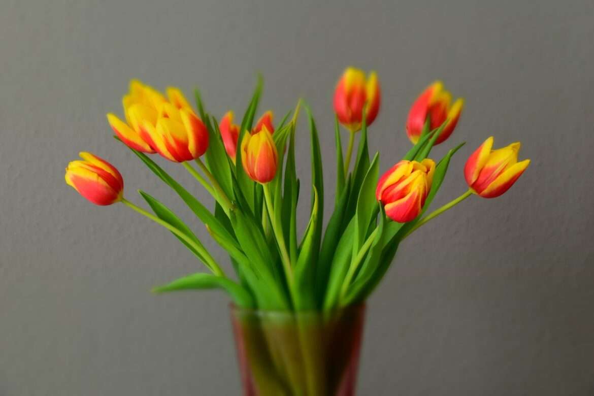 tulips in vase