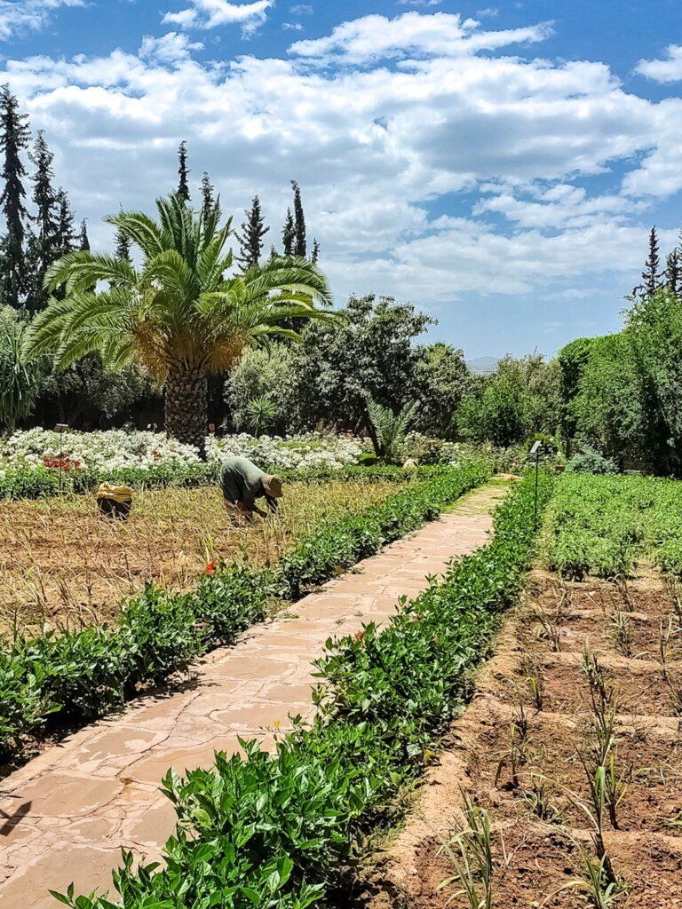 garden in Morocco