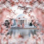 Cherry Blossoms with View of the Jefferson Memorial