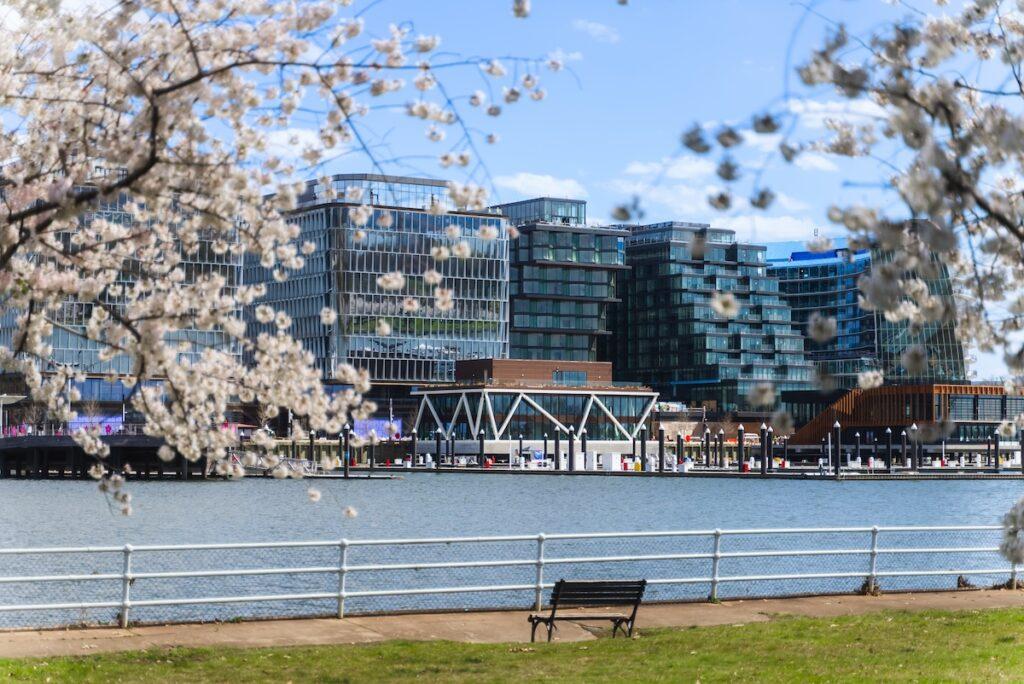 Cherry Blossoms at The Wharf